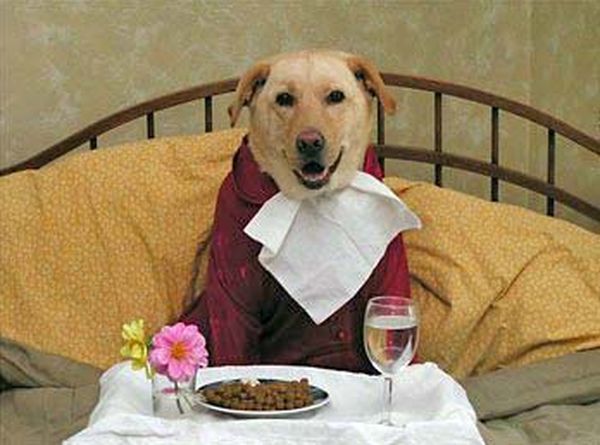 Собака за столом